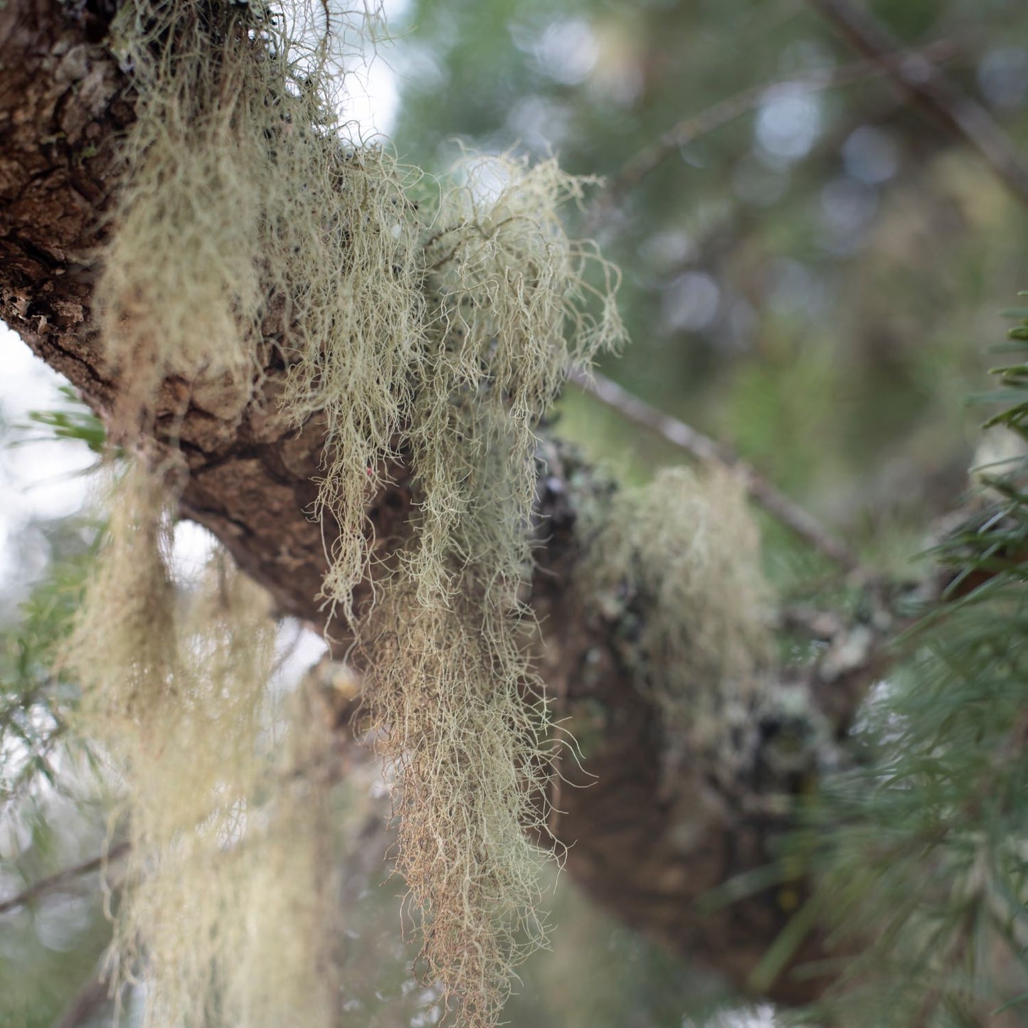 Usnea