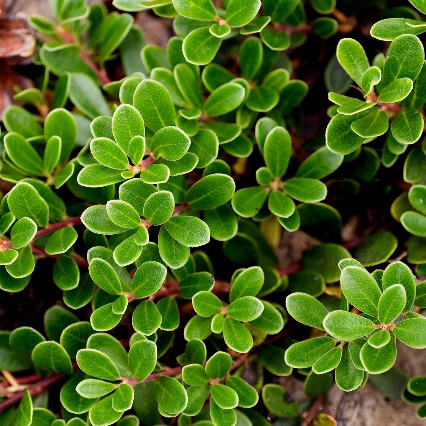 Uva-Ursi