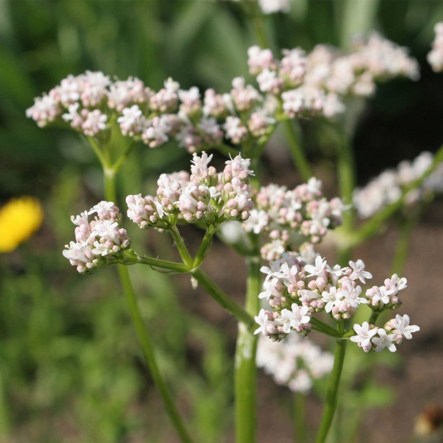 Valerian