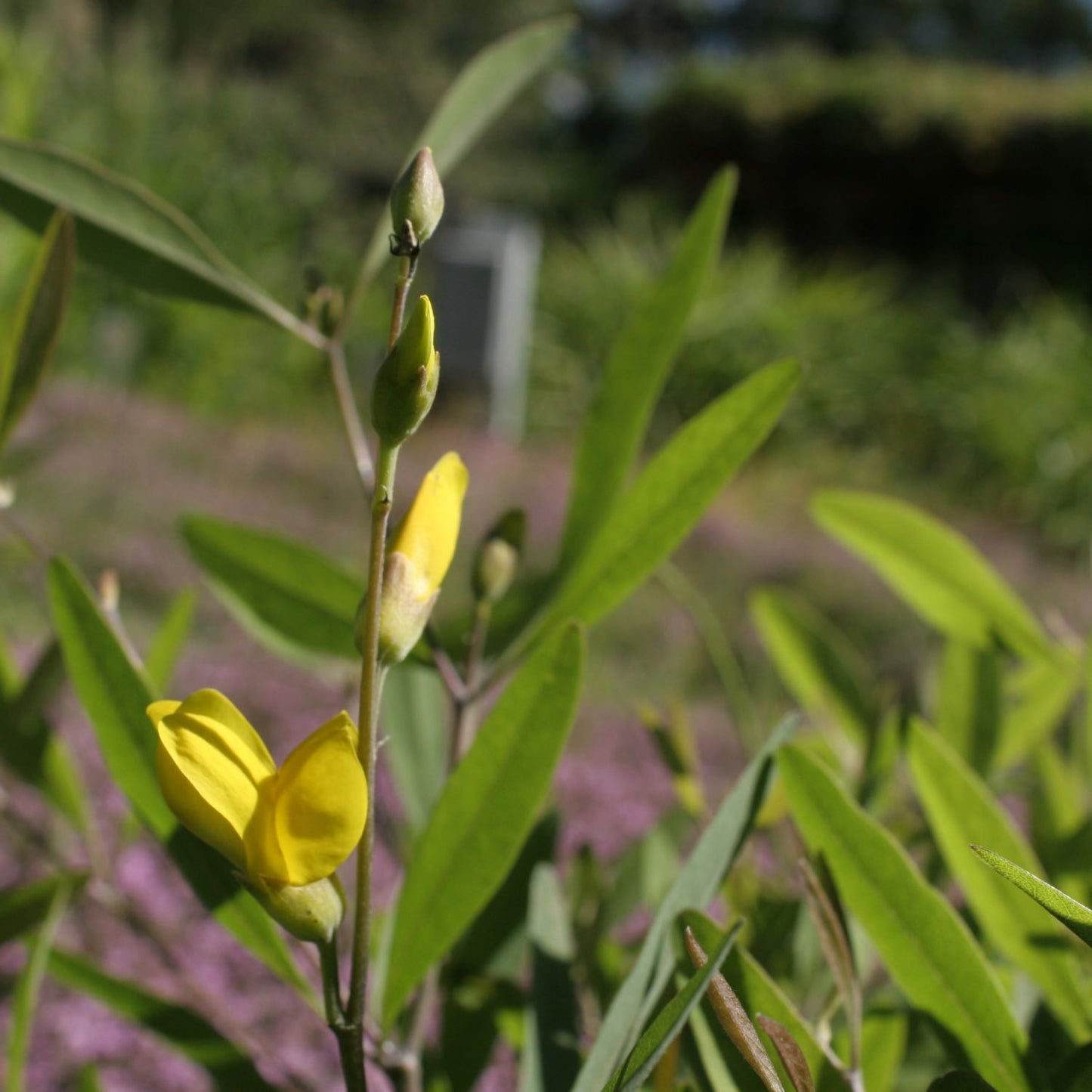 Wild Indigo