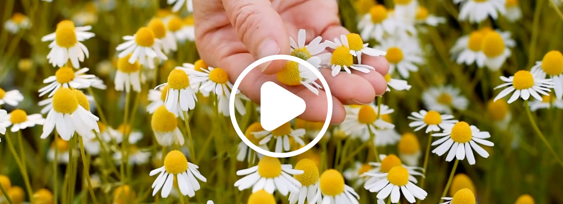 Root values: The lessons we’ve learned from growing our own herbs
