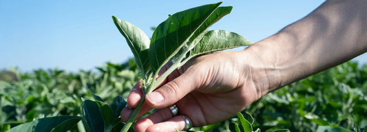 5 Herbal Allies for Men’s Health