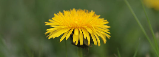 Get to Know These 6 Bitter Herbs