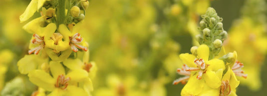 Get to Know Mullein: A Traditional Respiratory Support Favorite*