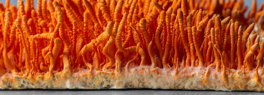 Mushroom Mycelium vs Fruiting Body: What’s Better? 