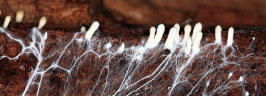 Hidden Wonders: The Mushroom Life Cycle