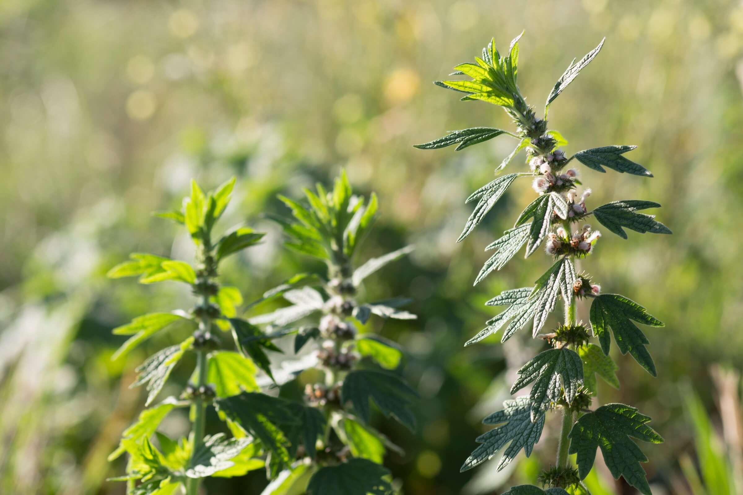 The Best Herbs For Women's Health Herb Pharm