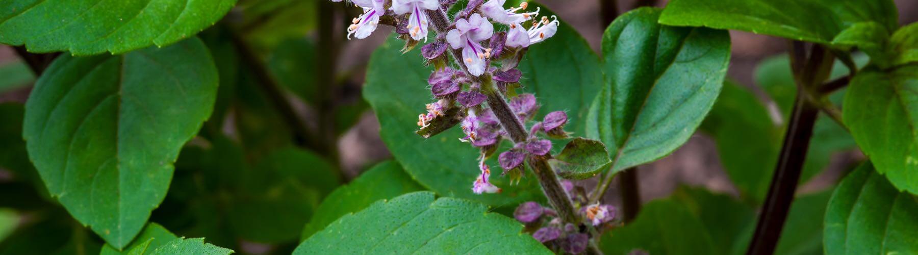 Herbs For Mental Clarity, Memory & Focus Herb Pharm