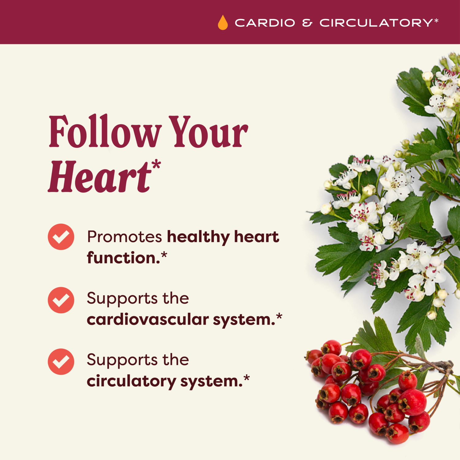 hawthorne berry vs l-carnitine heart health Cardiovascular Integrative Overview Hawthorn Blend