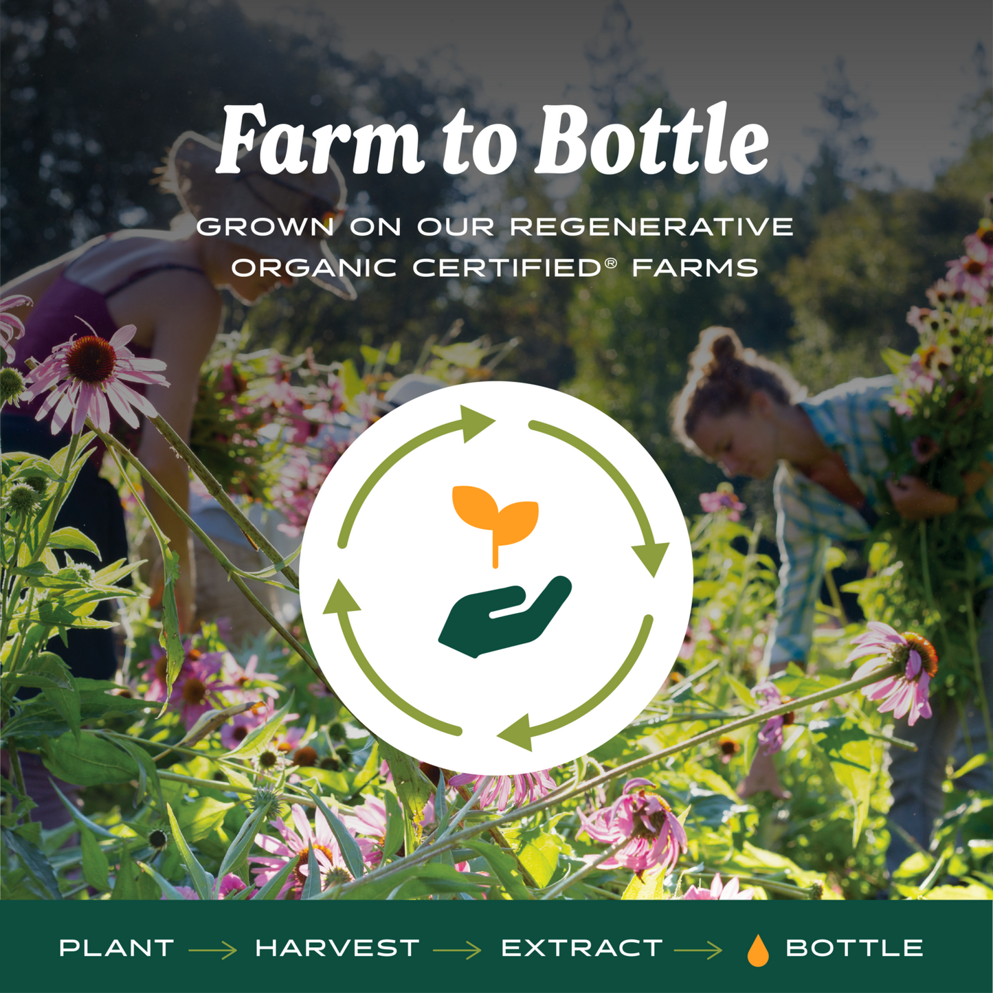 Echinacea, Alcohol-Free