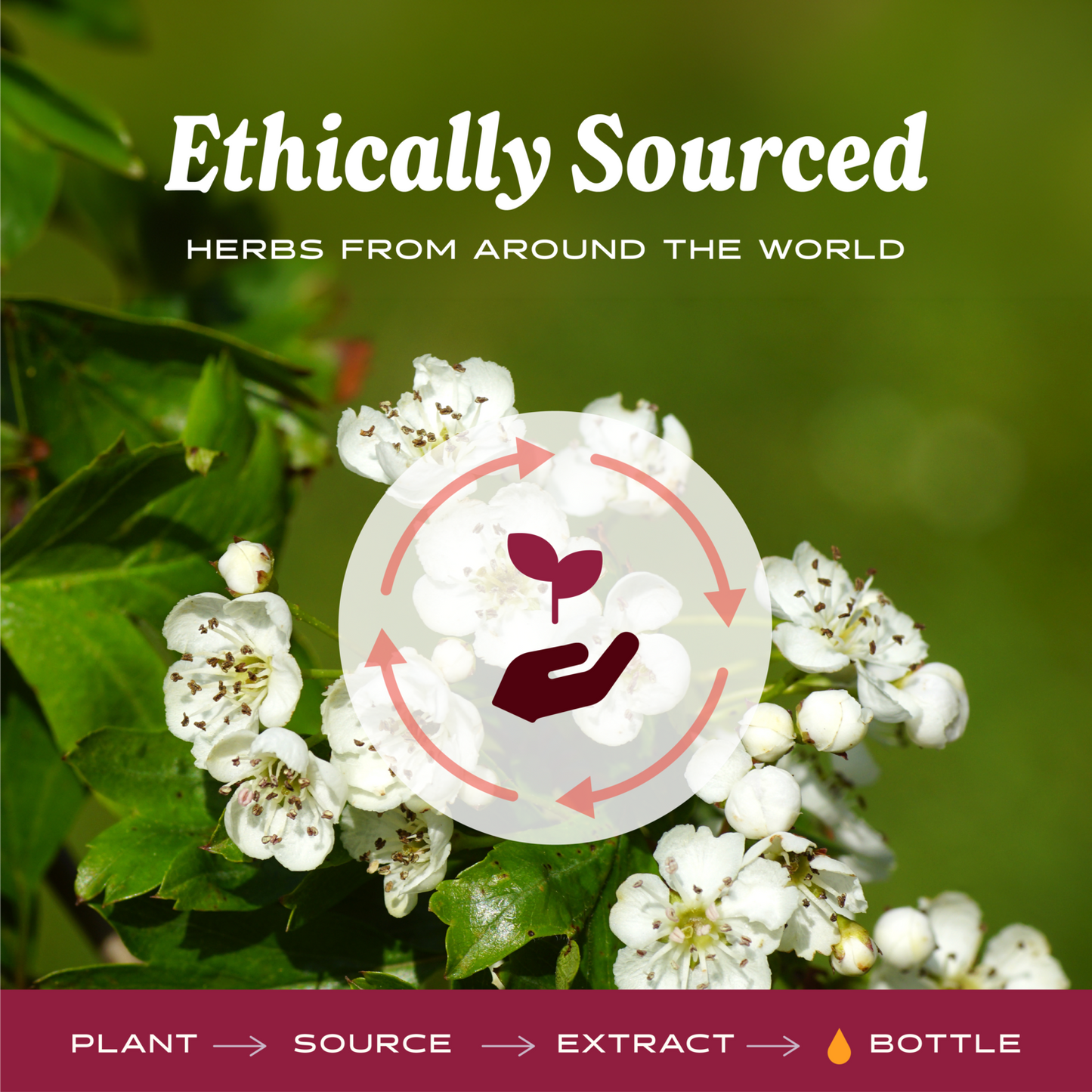 Hawthorn Blend
