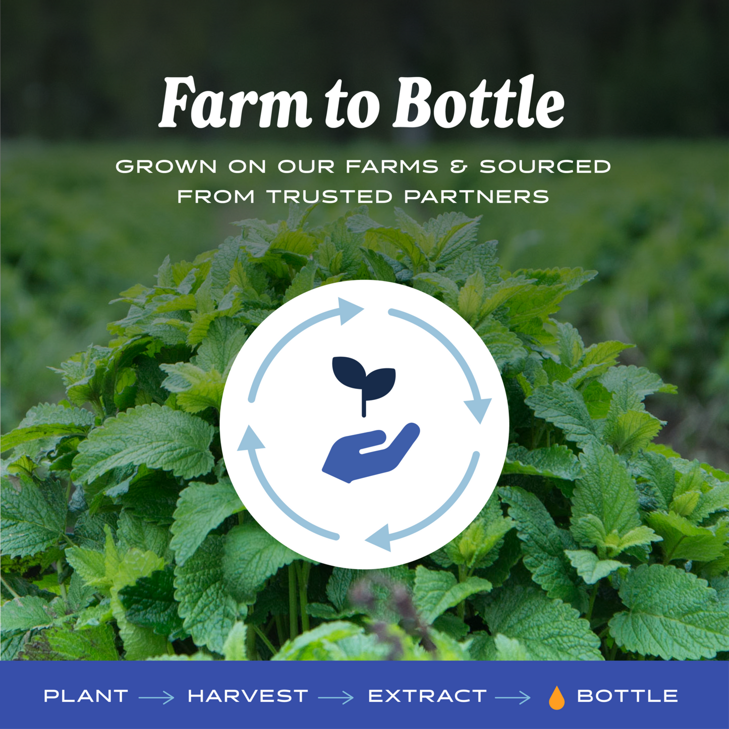 Lemon Balm, Alcohol-Free