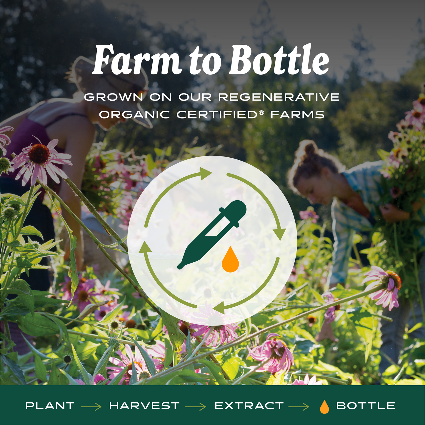 Super Echinacea®