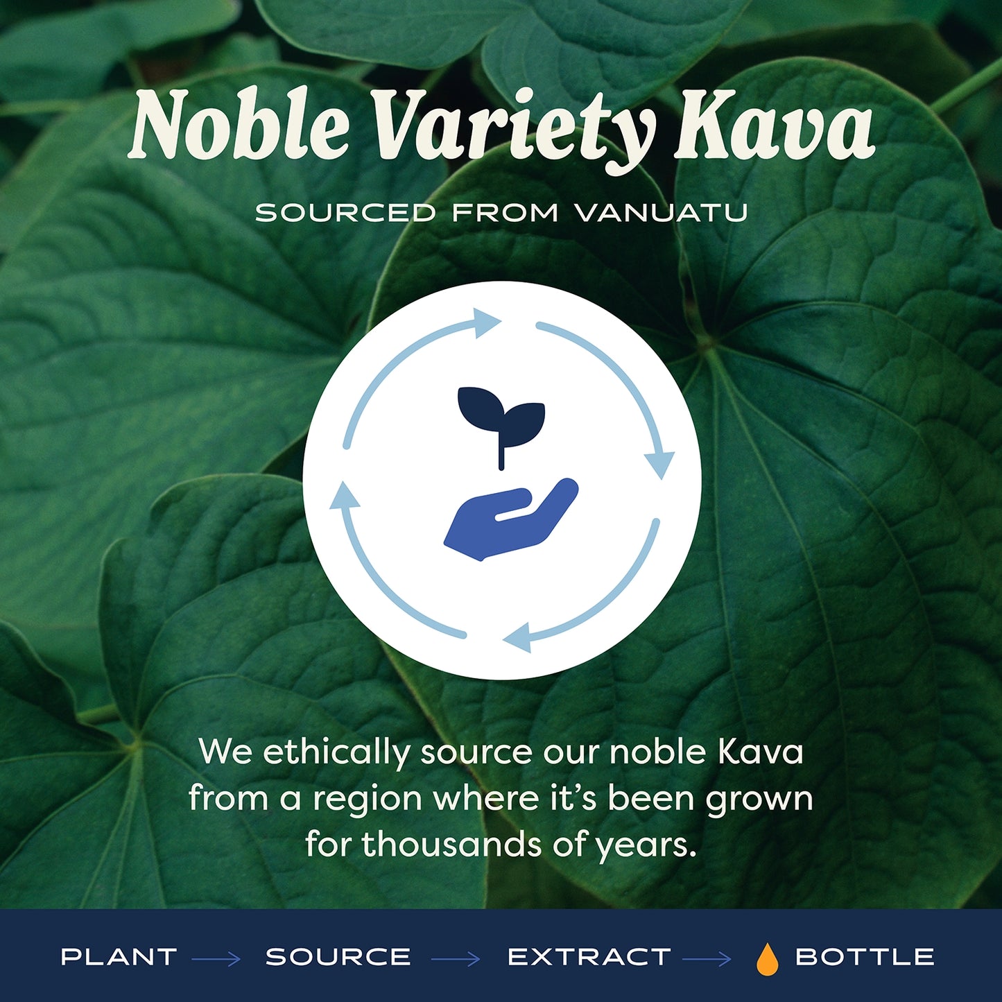 Kava: Ginger Lime