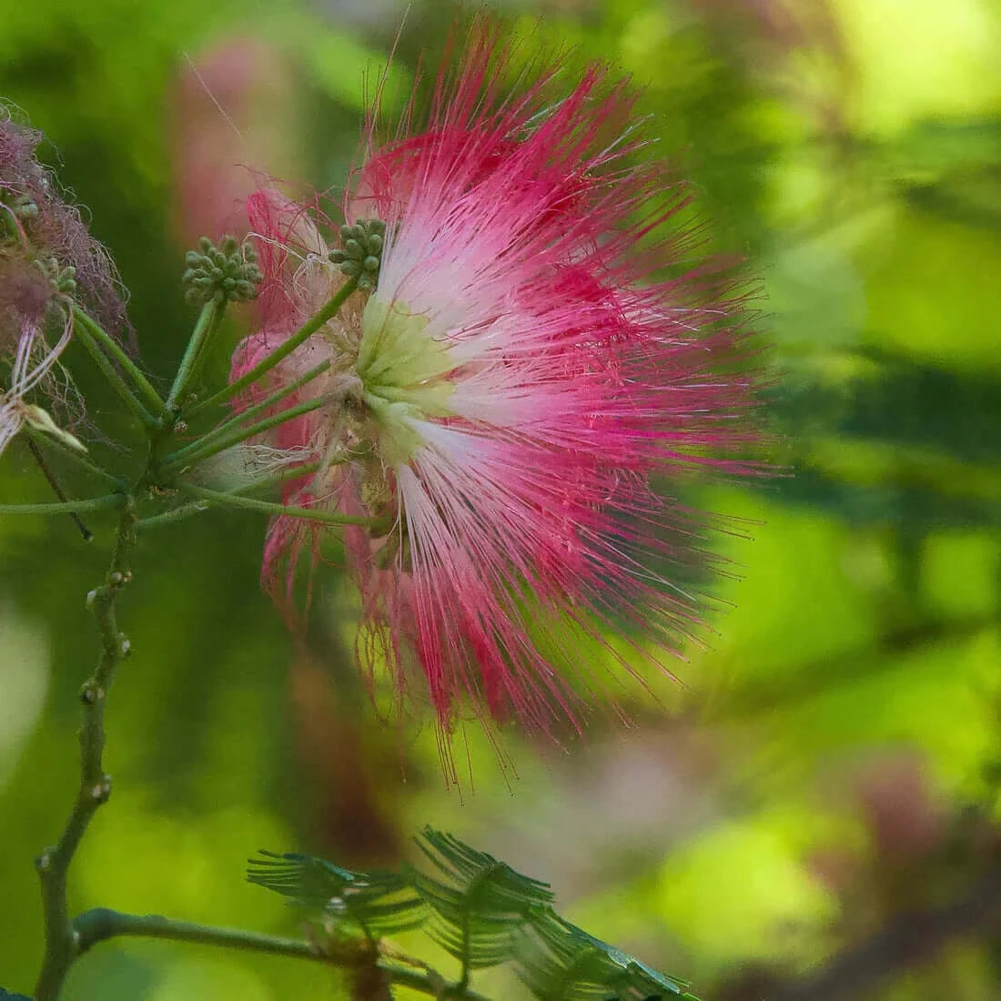 Anxiety Soother™: Holy Basil