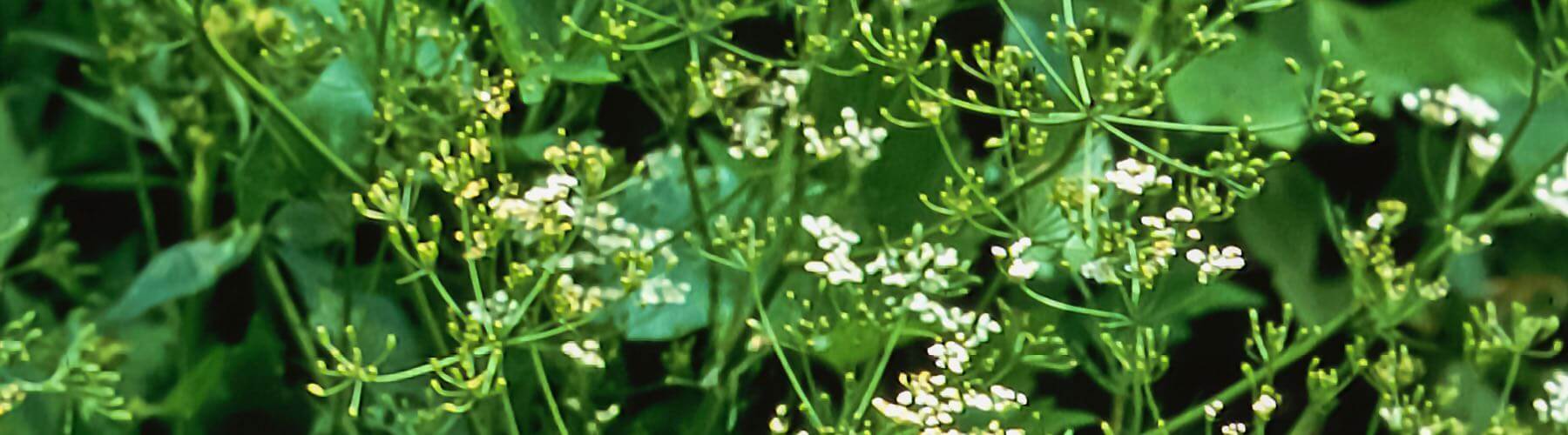 Anise