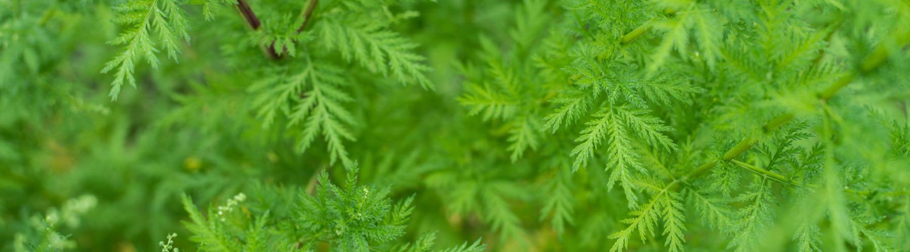 Artemisia Annua