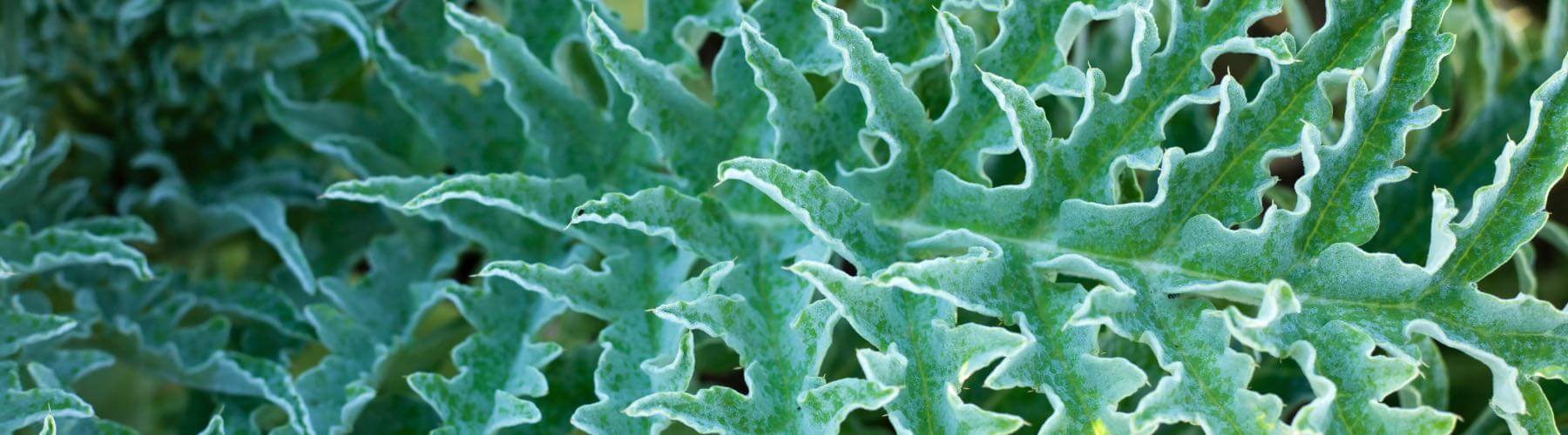 Cholesterol Health™