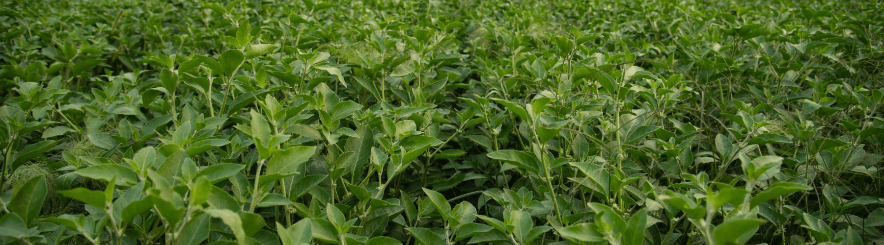 Herbs on the Go: Daily Calming Spray™