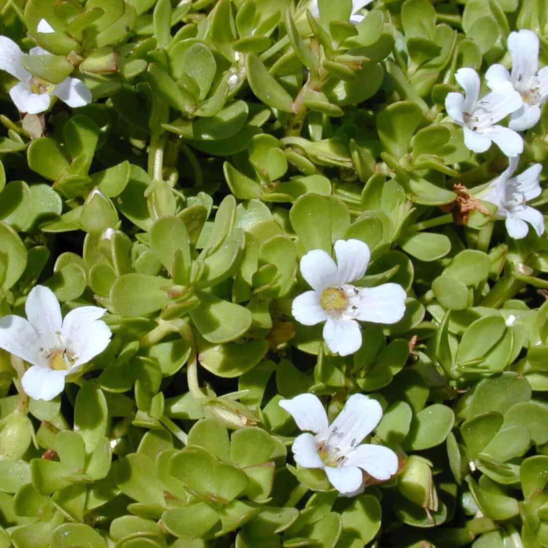 Anxiety Soother™: Holy Basil