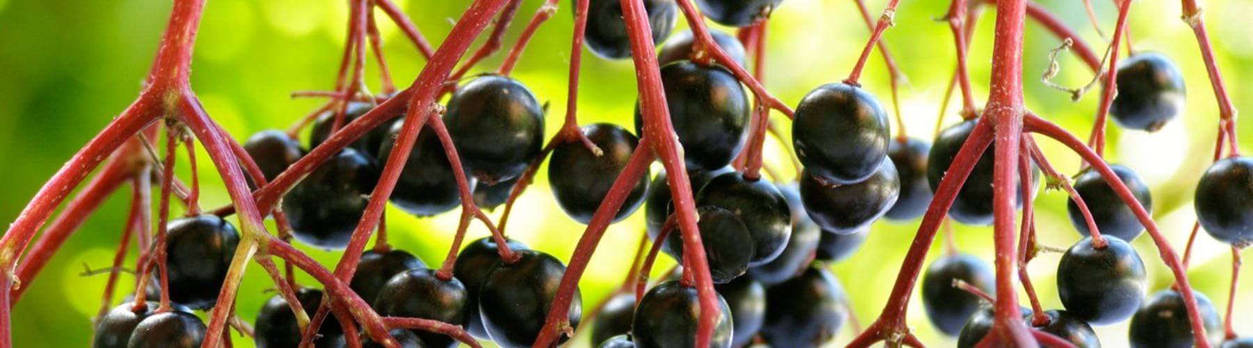 Herbs on the Go: Immune Season™