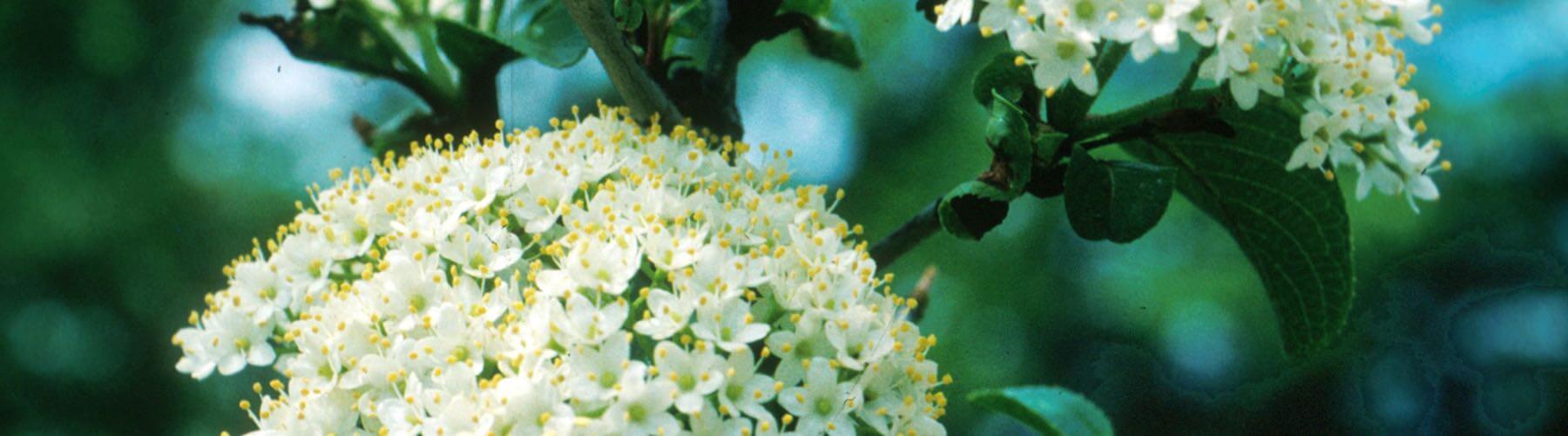 Black Haw
