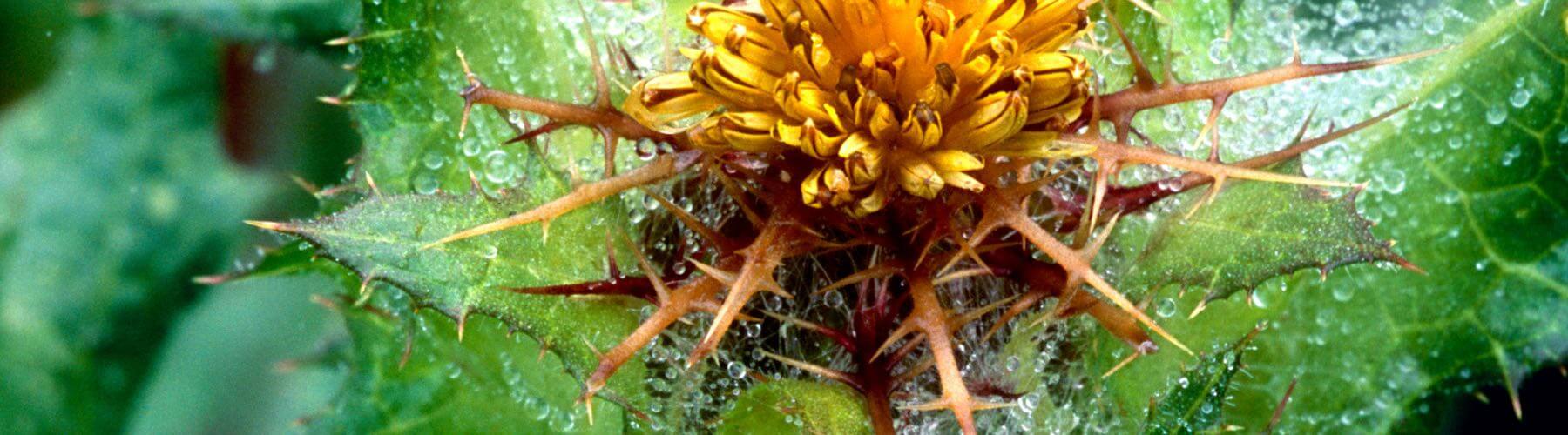 Blessed Thistle