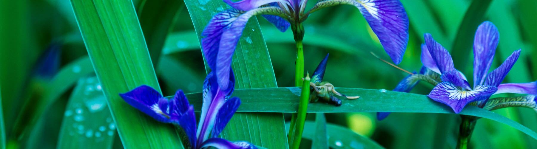 Blue Flag