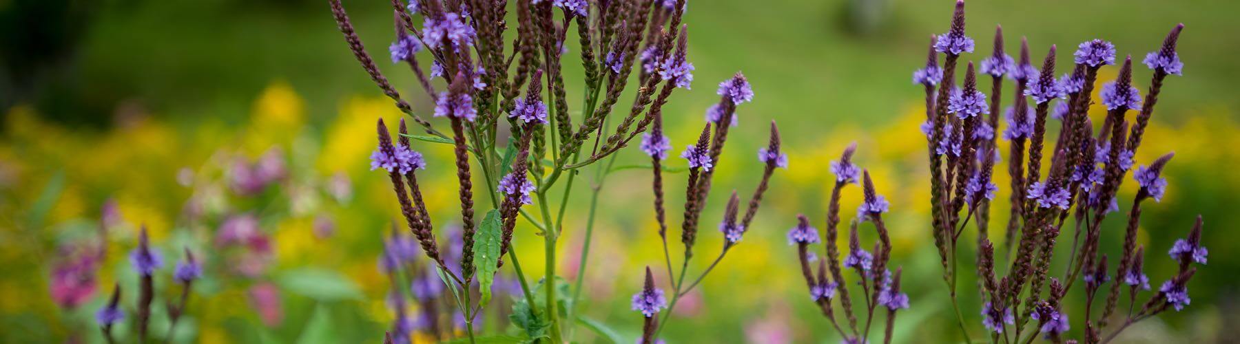 Blue Vervain