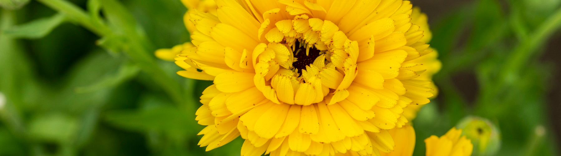 Calendula Oil External Use | Herb Pharm