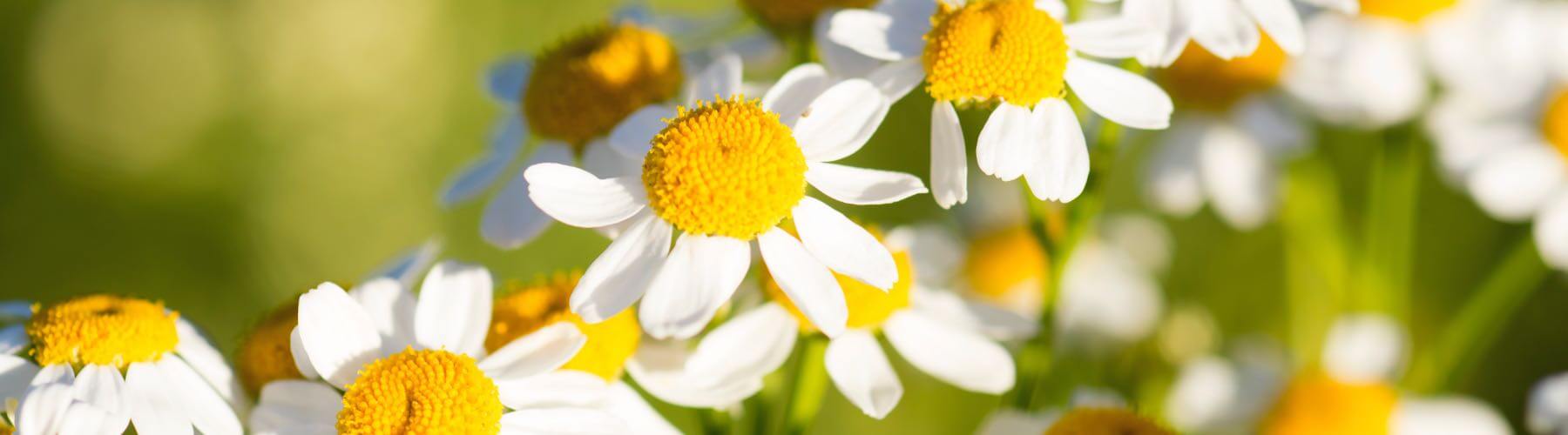 Chamomile Flowers, Soap Making Supplies, Also for Herbal Extracts,  Tinctures, Teas, Salves, Creams, Lotions or Lip Balms. 