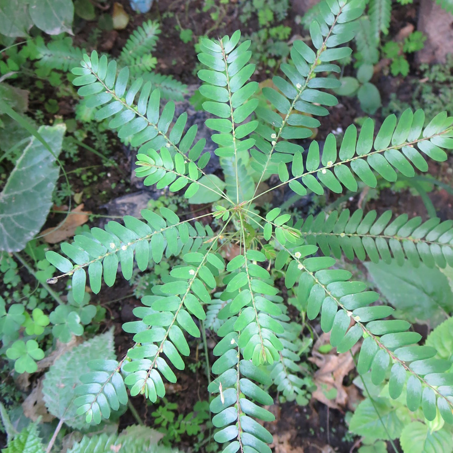 chanca piedra plant seeds for sale Stone Breaker