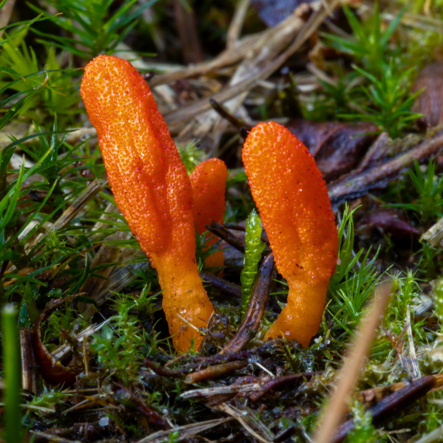 Cordyceps Blend