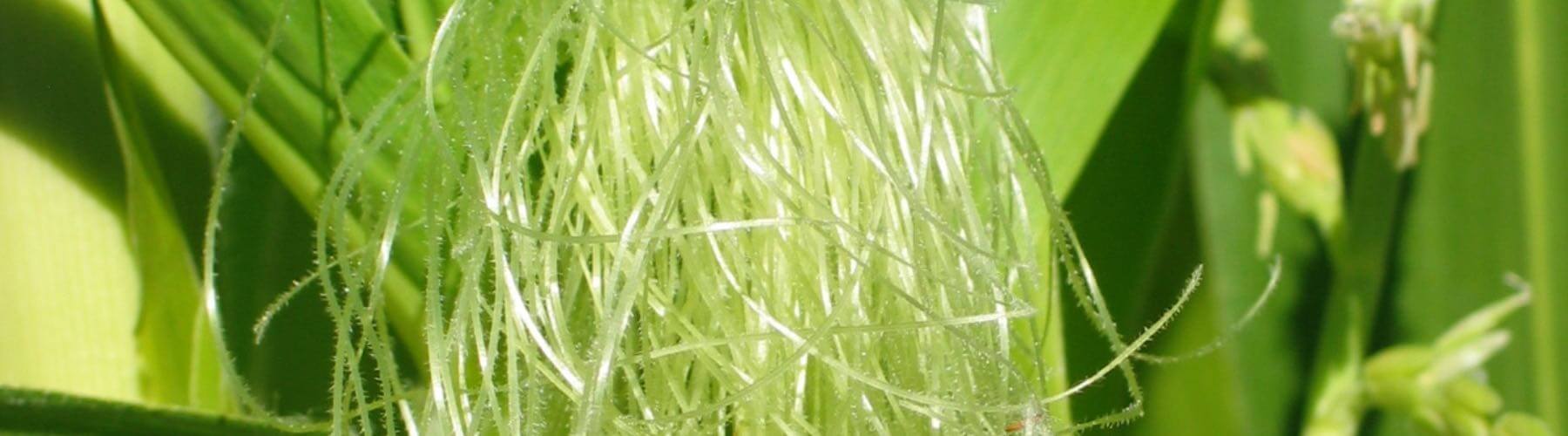 🌾🌽Corn silk: a natural agent for medicine., Babaroots 🍀☘️🌿🌱 posted on  the topic