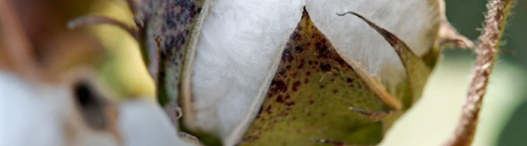 Cotton