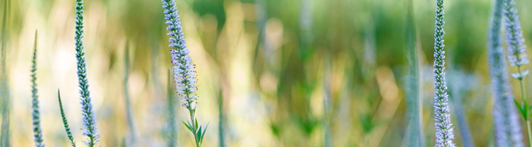 Culver's Root