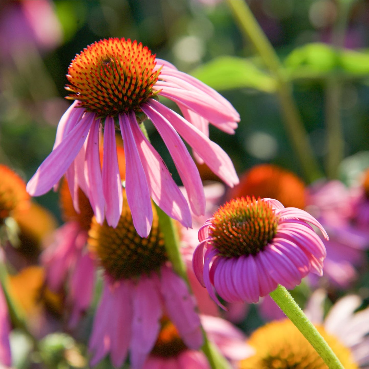 Echinacea, 4 oz