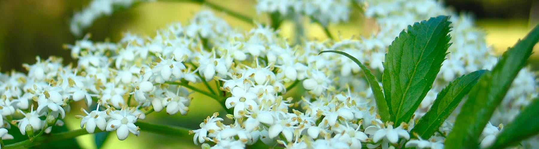 Elder