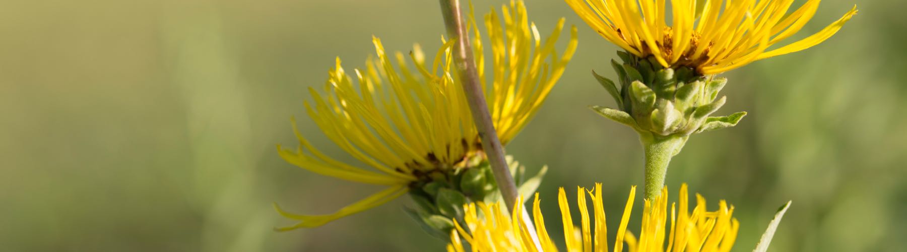 Elecampane