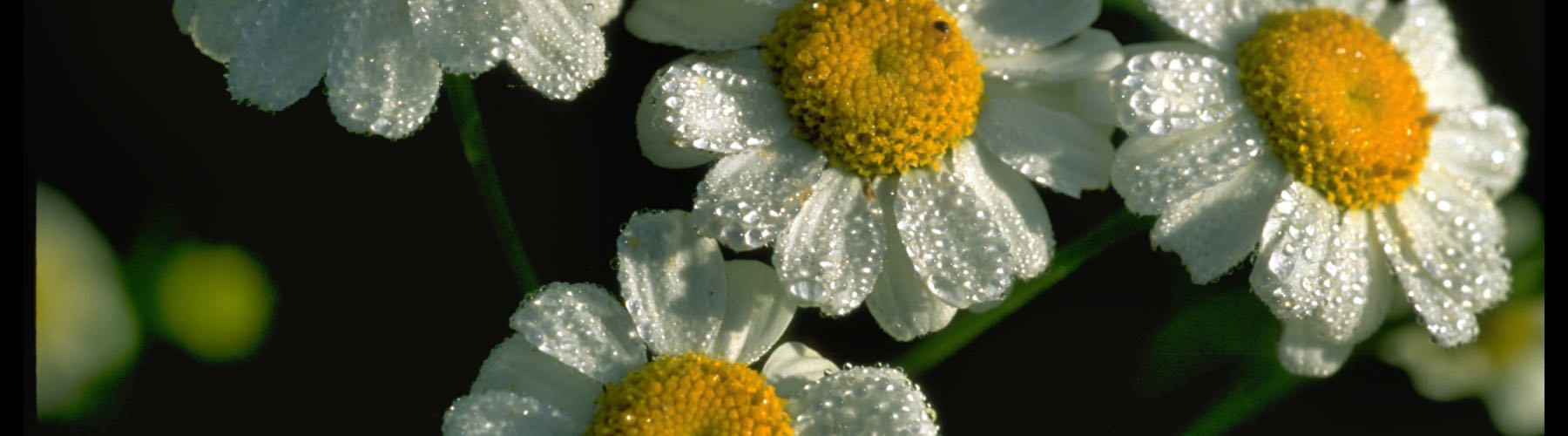 Feverfew