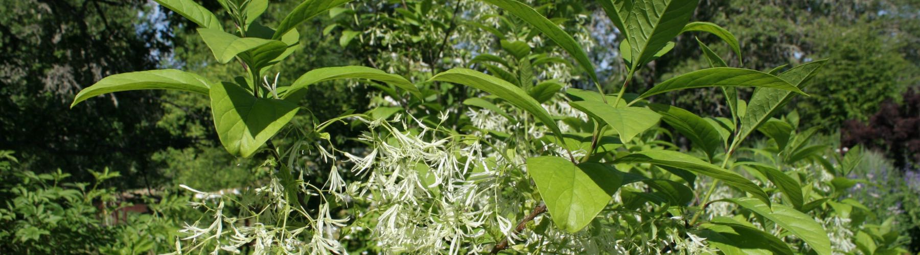 Fringe Tree