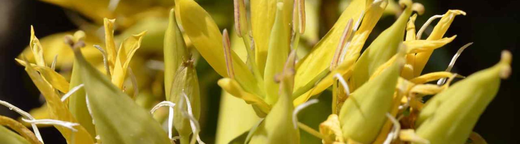 Better Bitters™: Classic