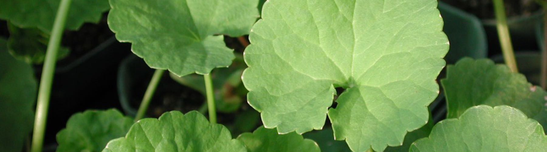 Gotu Kola