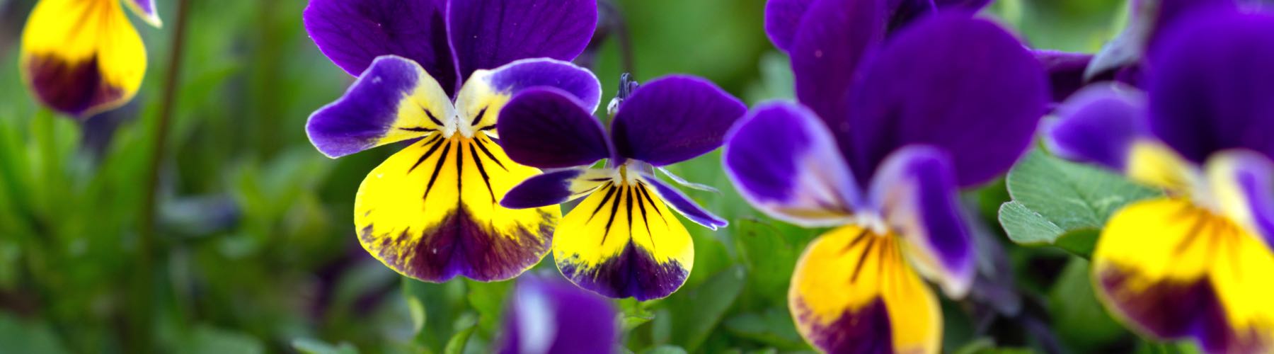 Heartsease Liquid Herbal Extract | Herb Pharm