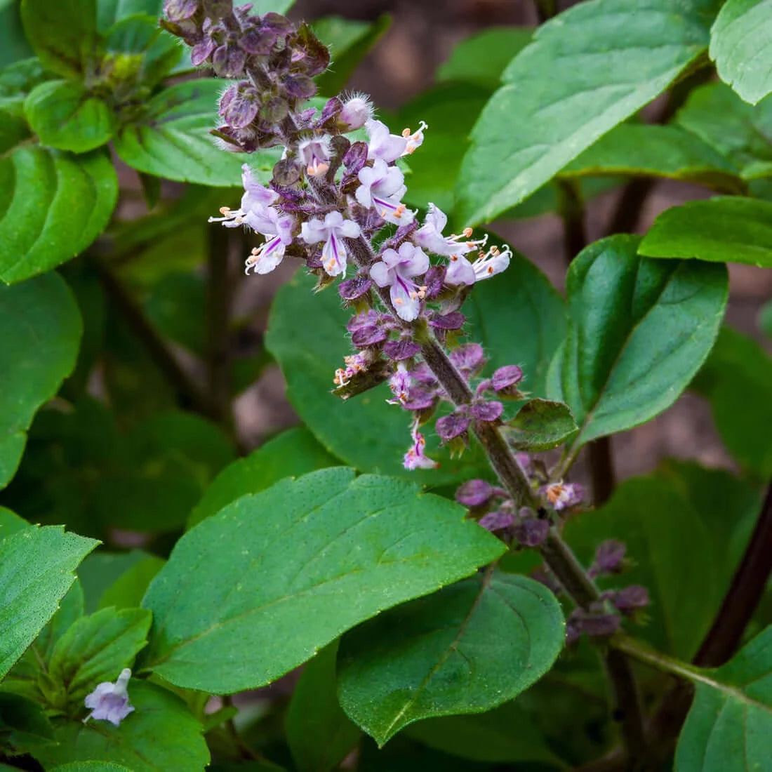 Anxiety Soother™: Holy Basil
