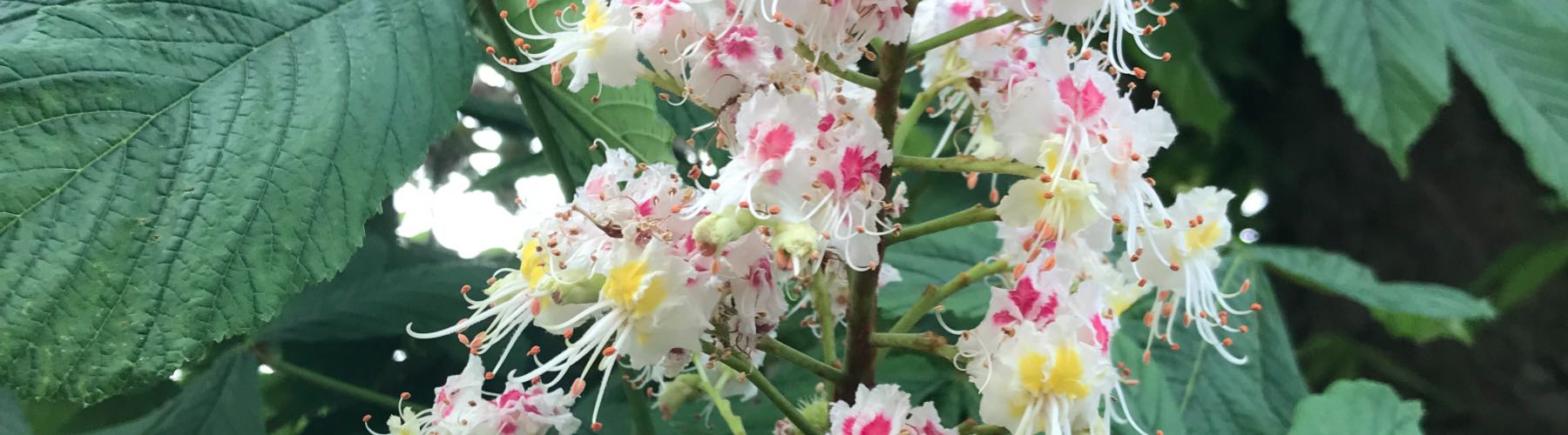 Horse Chestnut