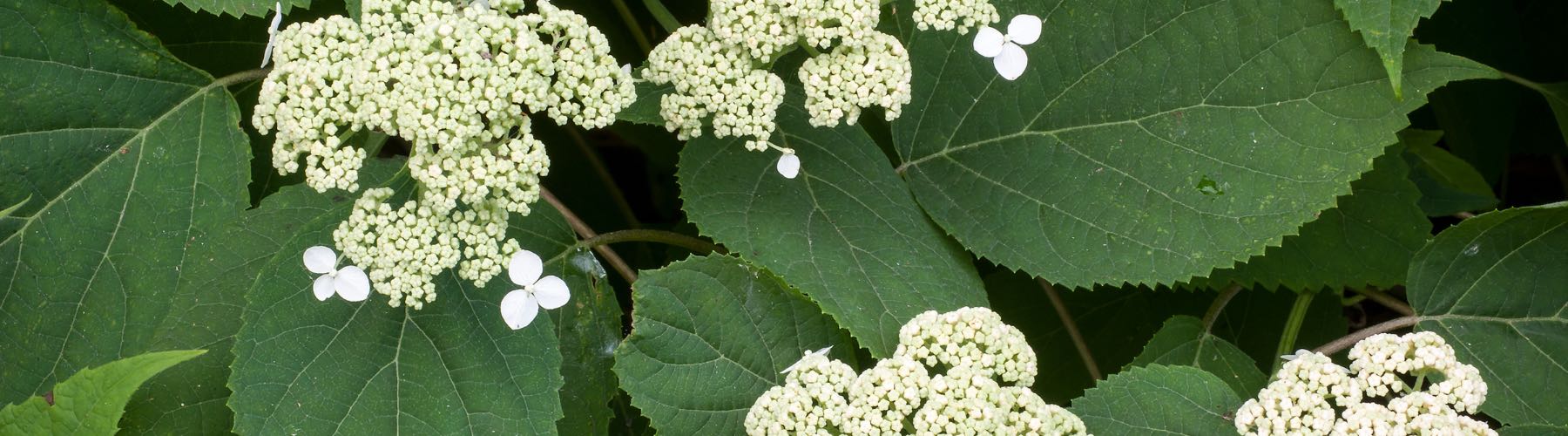 Hydrangea