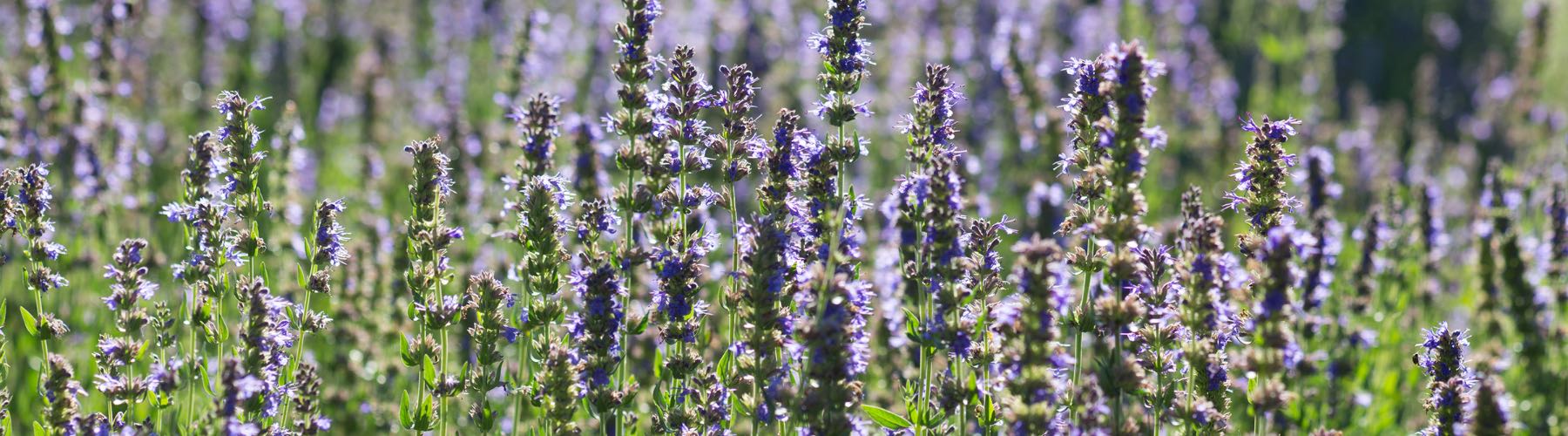 Hyssop