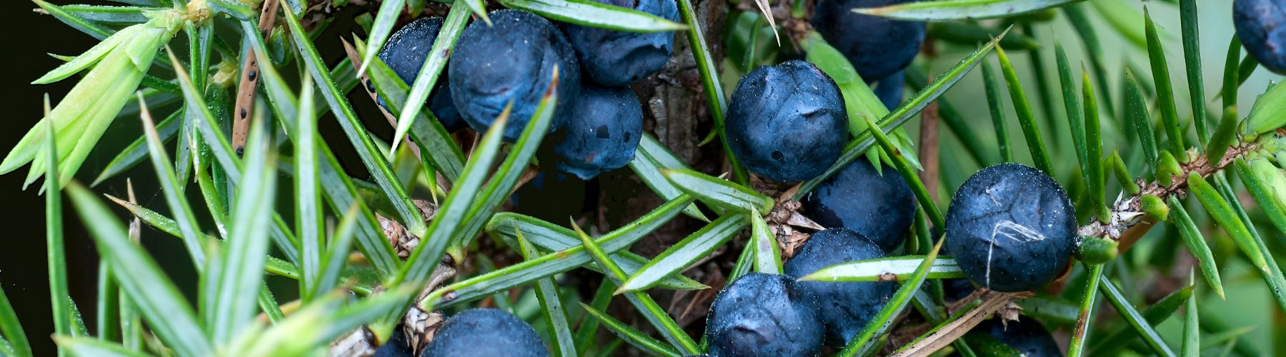 Organic Juniper Berries: Very Fresh High Quality Juniper Berry