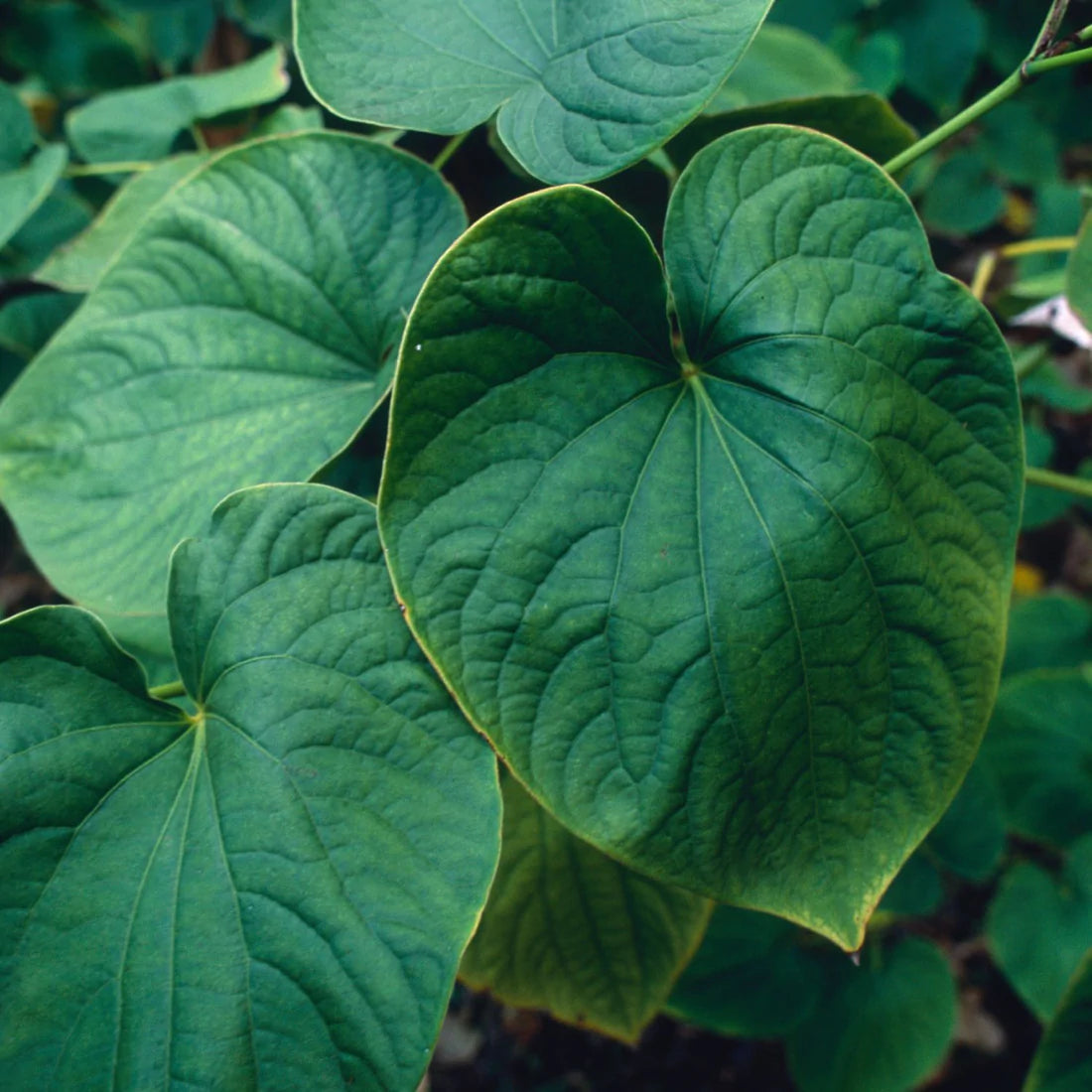 Herb Pharm - Kava Tincture Nervous System*